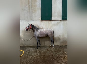 Lusitanos, Hengst, 4 Jahre, 160 cm, Schimmel