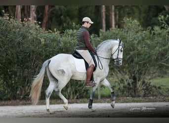 Lusitanos, Hengst, 4 Jahre, 160 cm, Schimmel