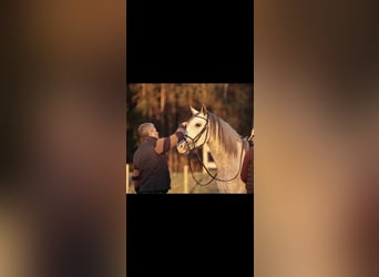 Lusitanos, Hengst, 4 Jahre, 160 cm, Schimmel