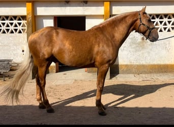 Lusitanos, Hengst, 4 Jahre, 161 cm, Palomino