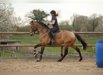 Lusitanos, Hengst, 4 Jahre, 162 cm, Buckskin