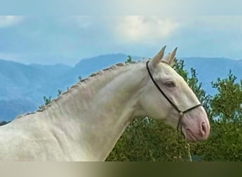 Lusitanos, Hengst, 4 Jahre, 162 cm, Cremello
