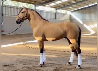 Lusitanos, Hengst, 4 Jahre, 162 cm, Falbe