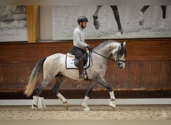 Lusitanos, Hengst, 4 Jahre, 162 cm, Schimmel