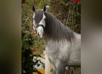 Lusitanos, Hengst, 4 Jahre, 162 cm, Schimmel