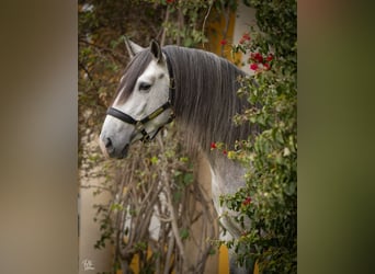 Lusitanos, Hengst, 4 Jahre, 162 cm, Schimmel