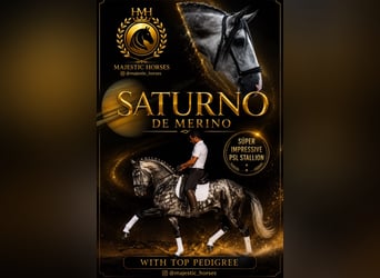 Lusitanos, Hengst, 4 Jahre, 163 cm, Apfelschimmel