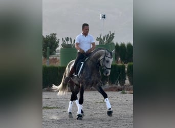 Lusitanos, Hengst, 4 Jahre, 163 cm, Apfelschimmel