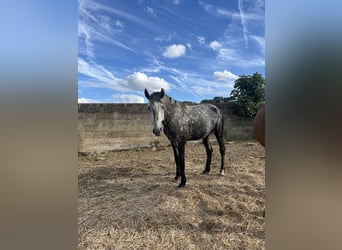 Lusitanos, Hengst, 4 Jahre, 163 cm, Apfelschimmel