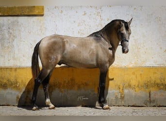 Lusitanos, Hengst, 4 Jahre, 163 cm, Braunfalbschimmel