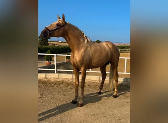 Lusitanos, Hengst, 4 Jahre, 163 cm, Palomino