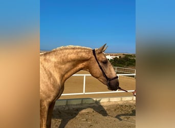 Lusitanos, Hengst, 4 Jahre, 163 cm, Palomino