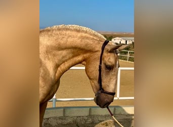 Lusitanos, Hengst, 4 Jahre, 163 cm, Palomino