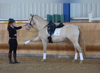 Lusitanos, Hengst, 4 Jahre, 163 cm, Perlino