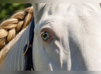 Lusitanos, Hengst, 4 Jahre, 163 cm, Perlino