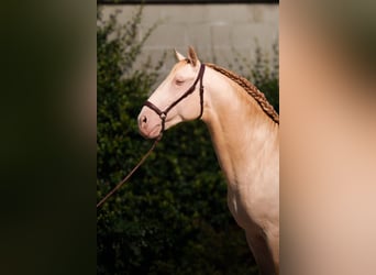 Lusitanos, Hengst, 4 Jahre, 164 cm, Cremello