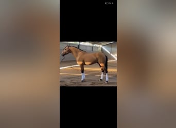 Lusitanos, Hengst, 4 Jahre, 164 cm, Falbe