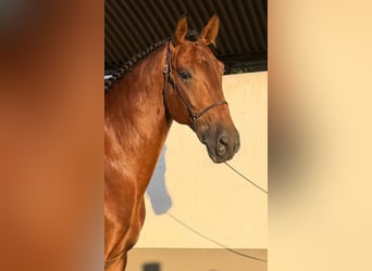 Lusitanos, Hengst, 4 Jahre, 165 cm, Brauner