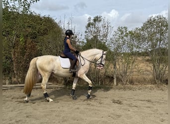Lusitanos, Hengst, 4 Jahre, 166 cm, Pearl