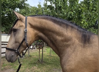 Lusitanos, Hengst, 4 Jahre, 167 cm, Buckskin
