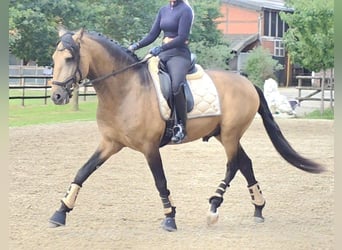 Lusitanos, Hengst, 4 Jahre, 167 cm, Buckskin