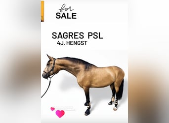Lusitanos, Hengst, 4 Jahre, 167 cm, Buckskin