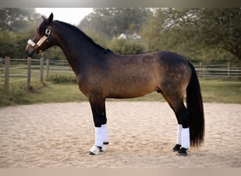 Lusitanos, Hengst, 4 Jahre, 168 cm, Falbe