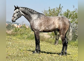 Lusitanos, Hengst, 4 Jahre, 169 cm, Apfelschimmel