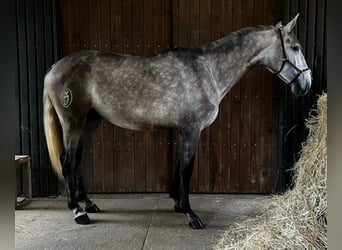 Lusitanos, Hengst, 4 Jahre, 170 cm