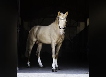 Lusitanos Mix, Hengst, 4 Jahre, 170 cm, Pearl