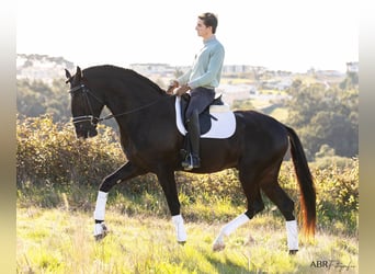 Lusitanos, Hengst, 4 Jahre, 172 cm, Rappe