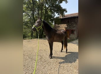 Lusitanos, Hengst, 4 Jahre, Rappschimmel