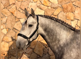 Lusitanos, Hengst, 5 Jahre, 155 cm, Schimmel