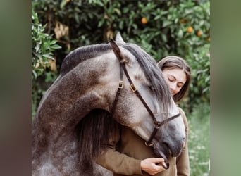 Lusitanos, Hengst, 5 Jahre, 156 cm, Apfelschimmel