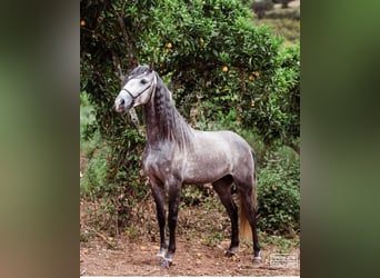 Lusitanos, Hengst, 5 Jahre, 156 cm, Apfelschimmel