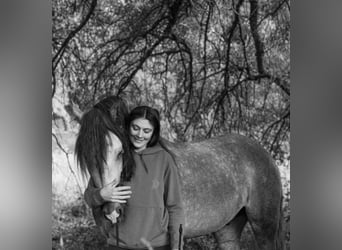 Lusitanos, Hengst, 5 Jahre, 156 cm, Apfelschimmel