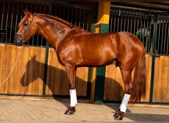 Lusitanos, Hengst, 5 Jahre, 157 cm, Fuchs