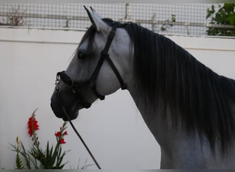 Lusitanos, Hengst, 5 Jahre, 158 cm, Apfelschimmel