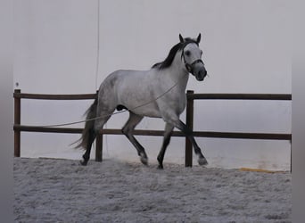 Lusitanos, Hengst, 5 Jahre, 158 cm, Apfelschimmel