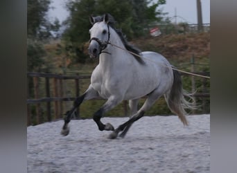 Lusitanos, Hengst, 5 Jahre, 158 cm, Apfelschimmel