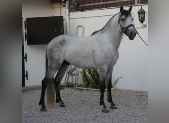 Lusitanos, Hengst, 5 Jahre, 158 cm, Apfelschimmel
