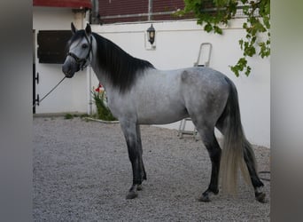Lusitanos, Hengst, 5 Jahre, 158 cm, Apfelschimmel