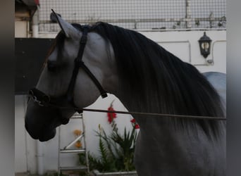 Lusitanos, Hengst, 5 Jahre, 158 cm, Apfelschimmel