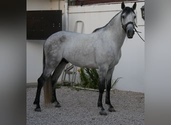 Lusitanos, Hengst, 5 Jahre, 158 cm, Apfelschimmel