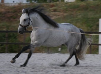 Lusitanos, Hengst, 5 Jahre, 158 cm, Apfelschimmel