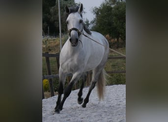 Lusitanos, Hengst, 5 Jahre, 158 cm, Apfelschimmel
