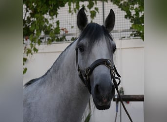 Lusitanos, Hengst, 5 Jahre, 158 cm, Apfelschimmel