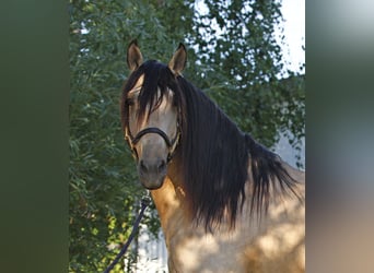 Lusitanos, Hengst, 5 Jahre, 158 cm, Falbe