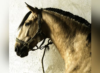 Lusitanos, Hengst, 5 Jahre, 160 cm, Buckskin