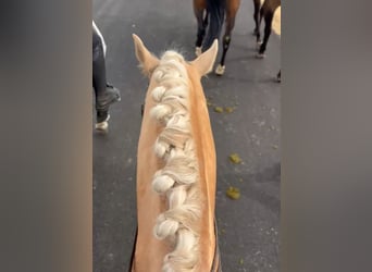 Lusitanos, Hengst, 5 Jahre, 160 cm, Palomino